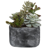 Alverio - Desert Garden Succulents - Pearl Silver