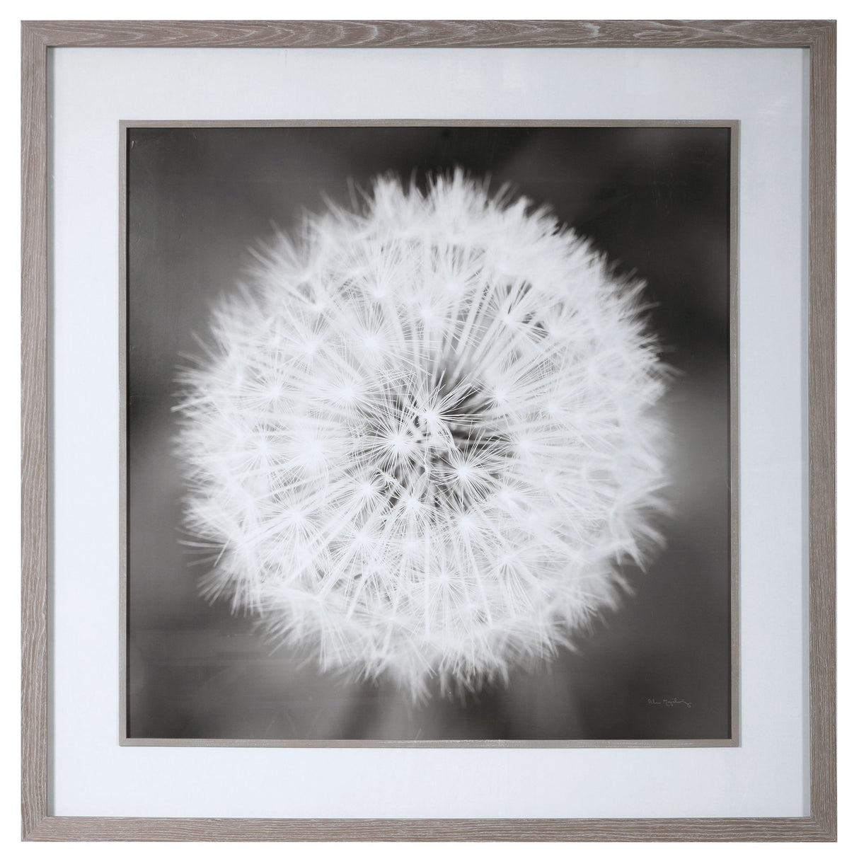 Dandelion Seedhead - Framed Print - Black