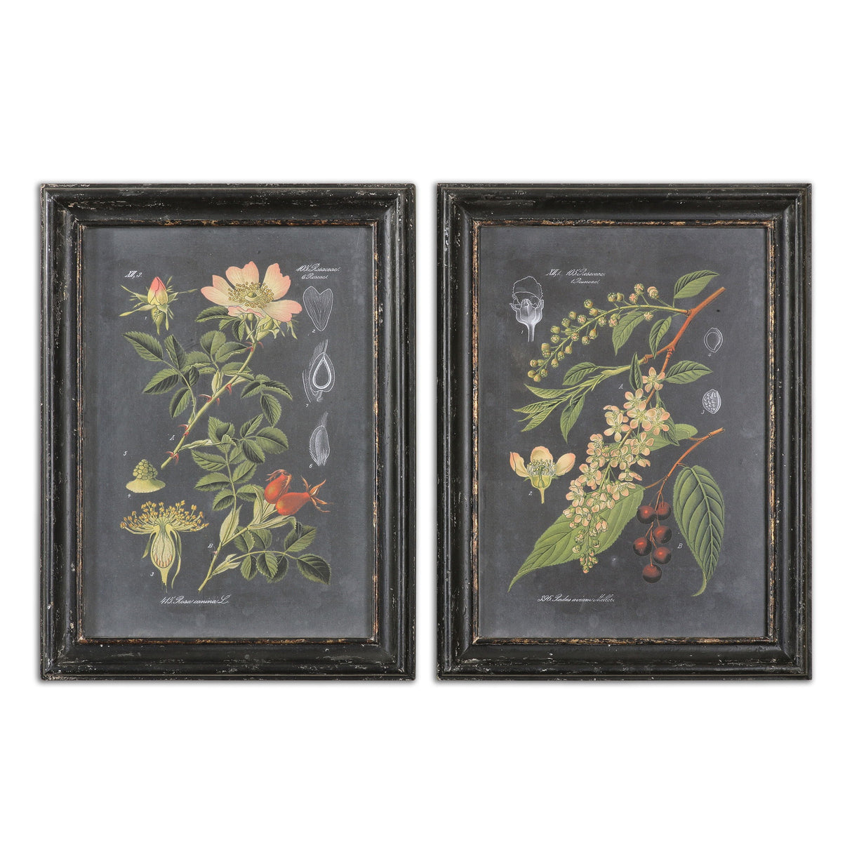 Midnight Botanicals - Wall Art, Set Of 2 - Black