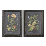 Midnight Botanicals - Wall Art, Set Of 2 - Black